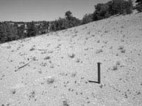 Survey Stake